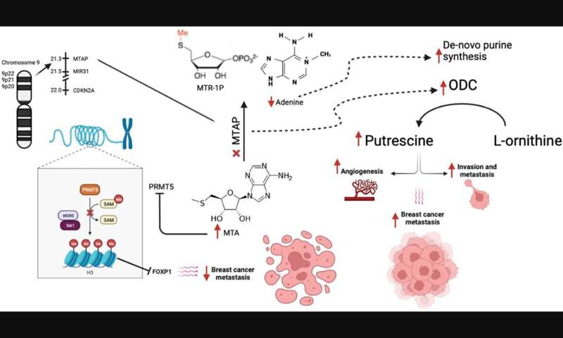 Oncotarget | MTAP loss in metastatic breast cancer patients: Genomic landscape