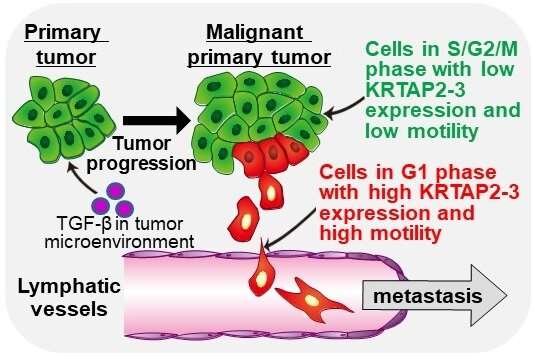 Stopping the spread: Targeting tumor metastasis