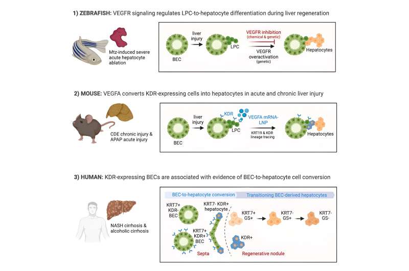 Novel stem cell therapy using technology from mRNA COVID-19 vaccines may stimulate natural repair in treatment of chronic and acute liver disease