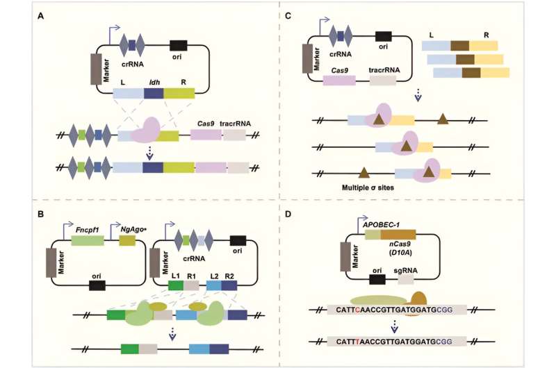 Revolutionizing probiotic therapy: the emergence of CRISPR-Cas engineered strains