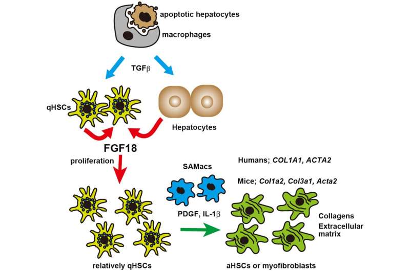 New study unveils the novel factor FGF18 as a pivotal driver of liver fibrosis