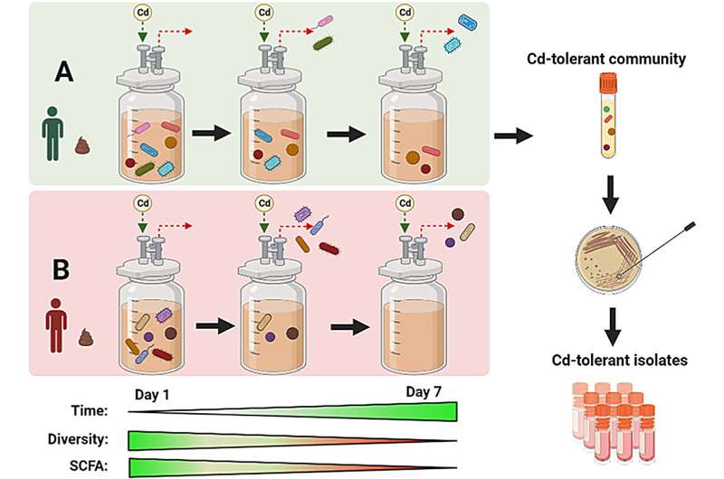 Gut bacteria show promise for thwarting toxic effects of cadmium