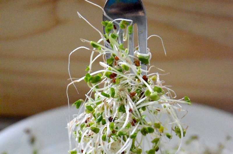 broccoli sprouts