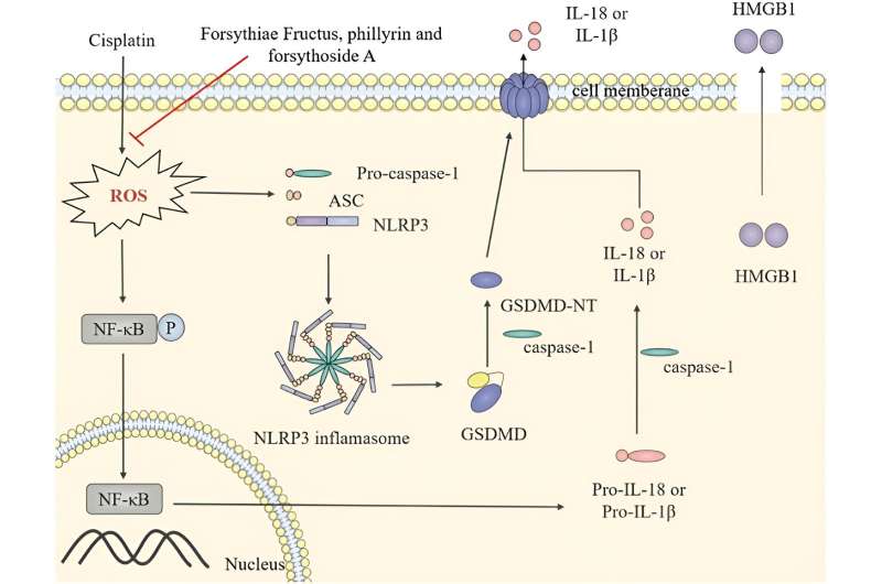 Potential of forsythiae fructus in mitigating chemotherapy-induced gastrointestinal inflammation and nausea