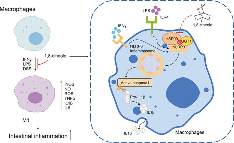 Three new articles demonstrate the potential of natural compounds to treat gastrointestinal disorders