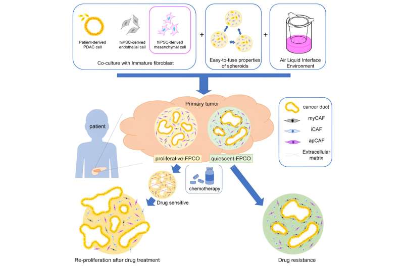 Novel and promising pancreatic cancer organoids for effective screening of anticancer drugs