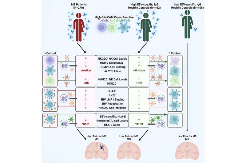 Multiple sclerosis: Possible basis for vaccine researched