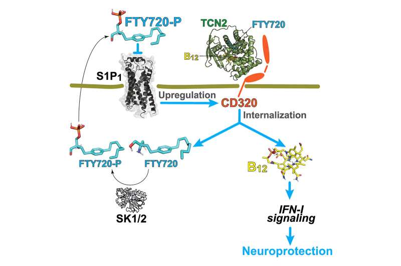 Similarity between vitamin B12 loss and multiple sclerosis revealed