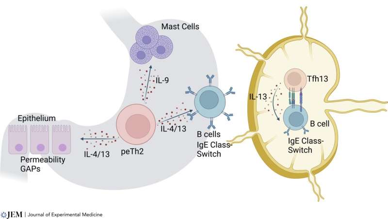 The future of IgE-mediated allergy research and treatments