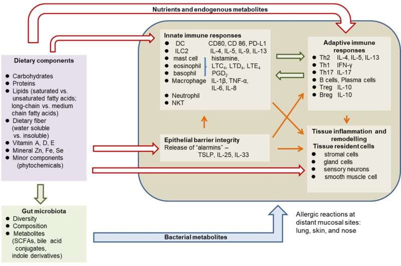 Plant-based diet may be useful in treating allergic diseases associated with obesity