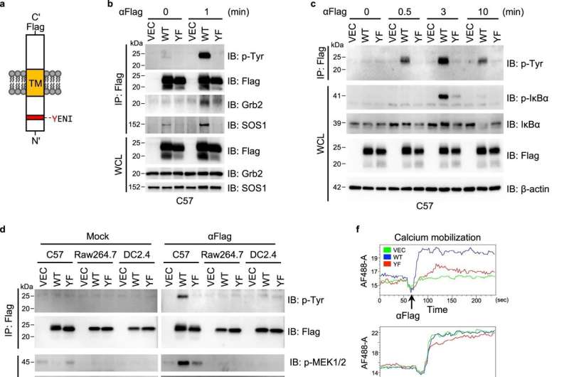 Research links immune cell receptors to asthma, inflammatory lung disease