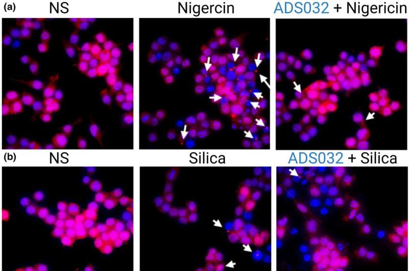 Dual NLRP1 and NLRP3 inflammasome inhibitor for the treatment of inflammatory diseases