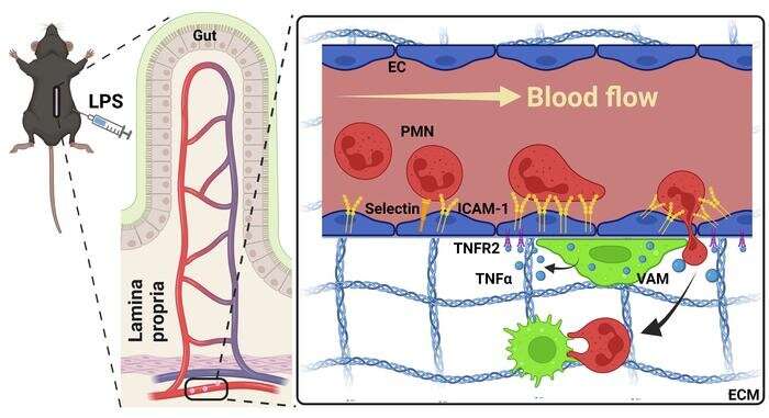 Study identifies mechanisms driving immune cell recruitment during inflammation