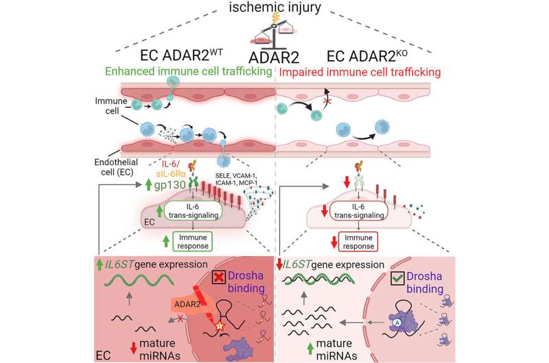 RNA editing guides immune cells to areas to tissue injury