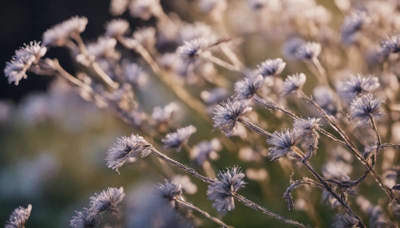 Hay fever could be linked to our gut and nose bacteria—and probiotics may help symptoms