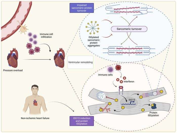 How does inflammation cause heart failure? New study reveals insights