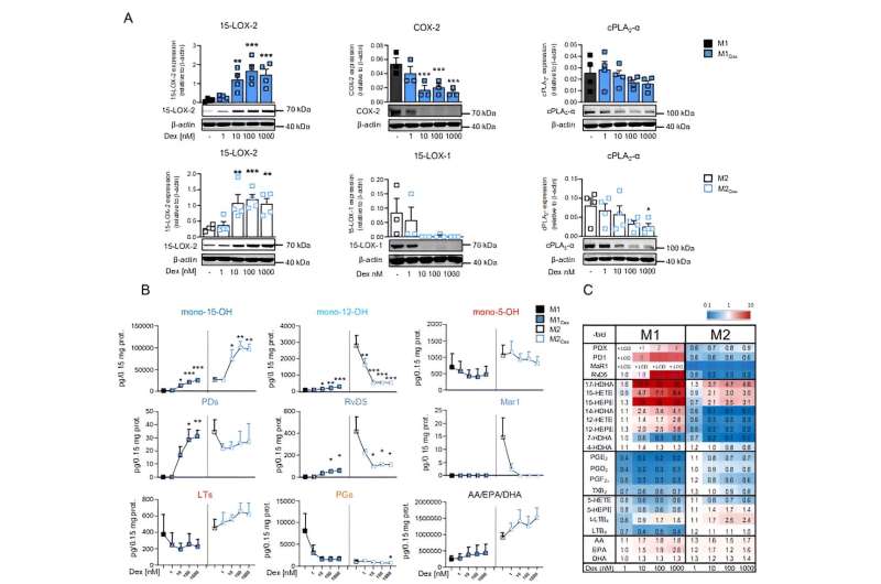 Timing is key in cortisone treatment of inflammation