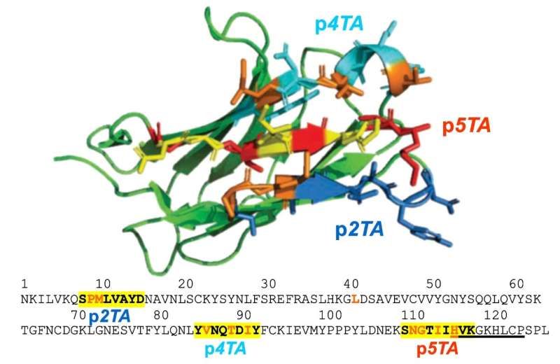 New hope for inflammatory disorders: Controlling dangerous immune response