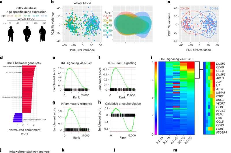 Inflammation discovery could slow aging, prevent age-related diseases