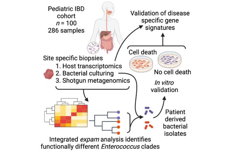 Identifying the microbiome keys to inflammatory bowel disease