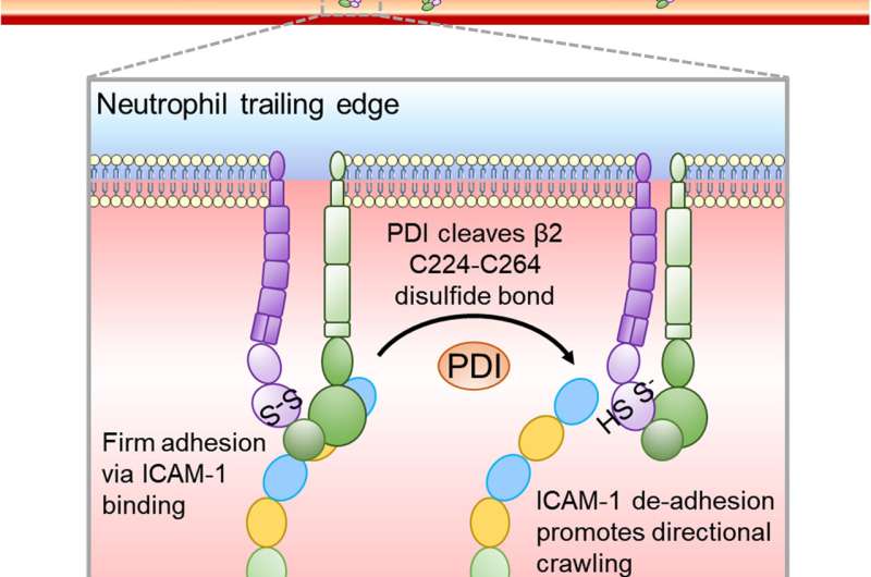 Key mechanism identified for reducing chronic inflammation in cardiovascular diseases