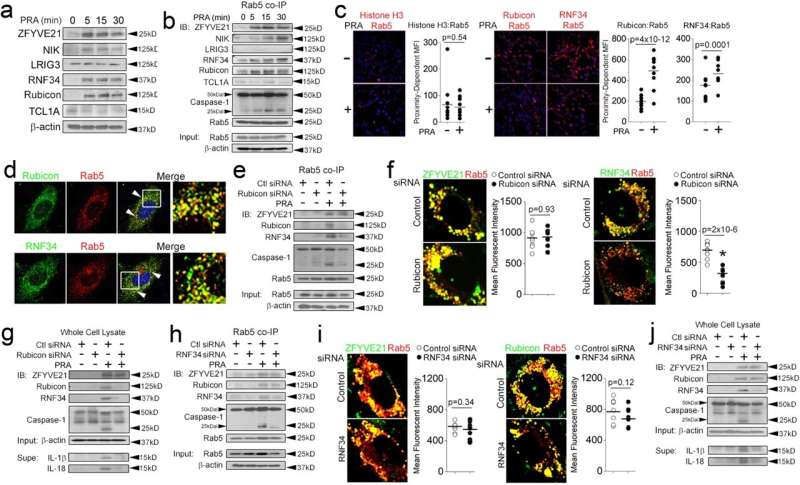 Researchers uncover immune system signaling complex