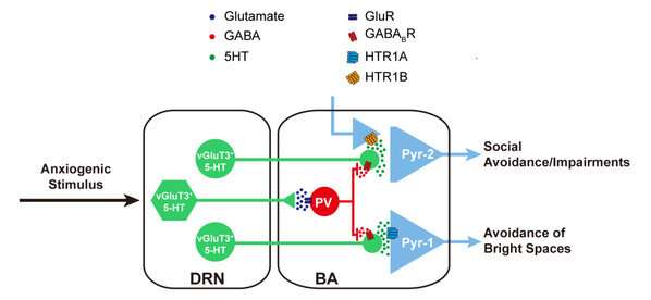 Different anxiety-related behaviors are mediated by different neural circuits and molecular mechanisms