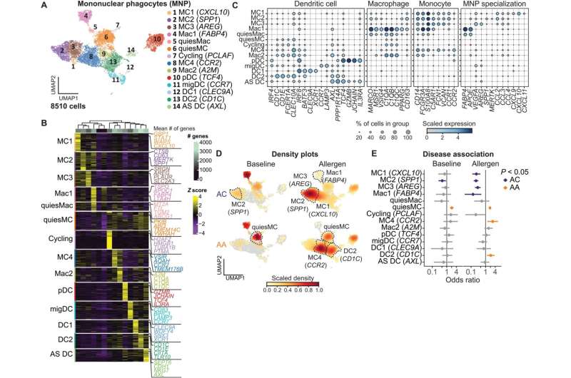 Airways of individuals with asthma have higher expression of genes that amplify inflammation