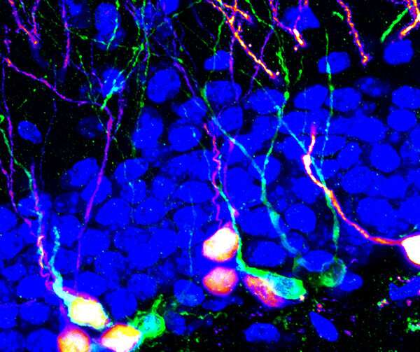 Stimulating brain circuits promotes neuron growth in adulthood, improving cognition and mood