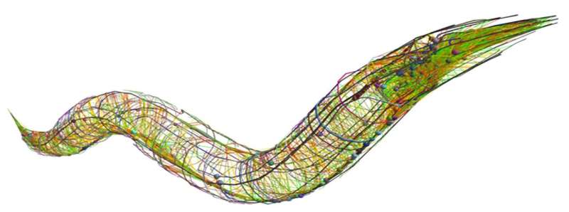 From molecular to whole-brain scale in a simple animal, study reveals serotonin's effects