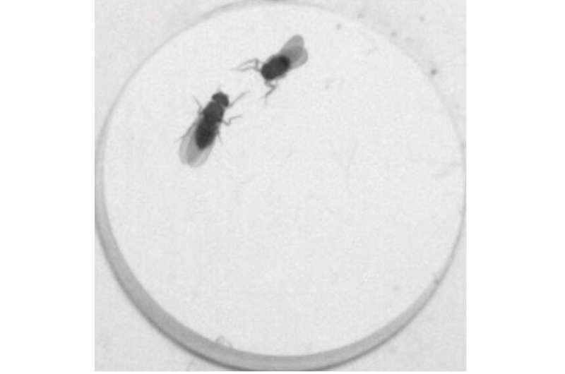 How aggression-promoting brain peptide works in fruit flies