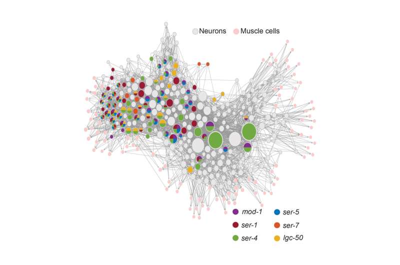 From molecular to whole-brain scale in a simple animal, study reveals serotonin's effects