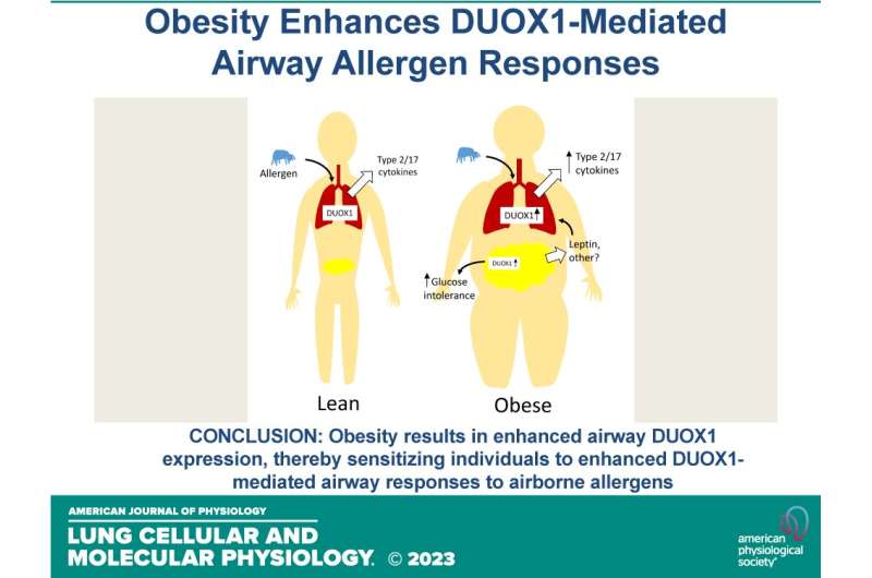 Study identifies potential new target to treat obesity-associated allergic asthma