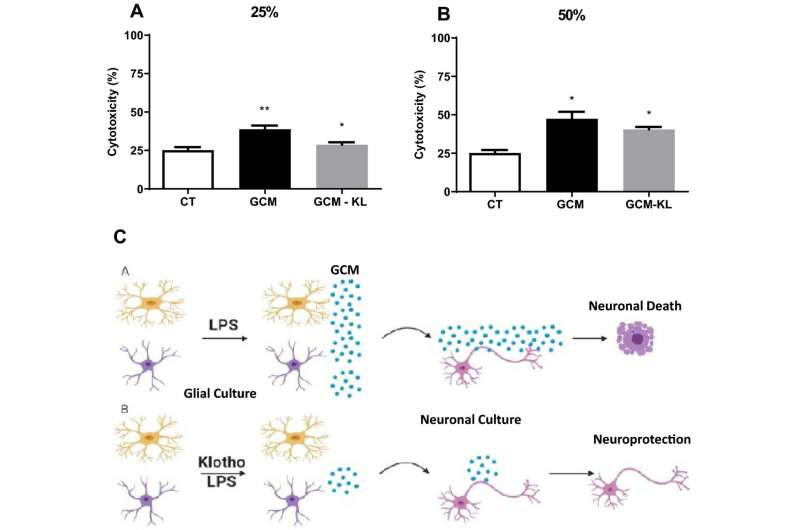 Protein with anti-aging action combats inflammation and avoids death of neurons