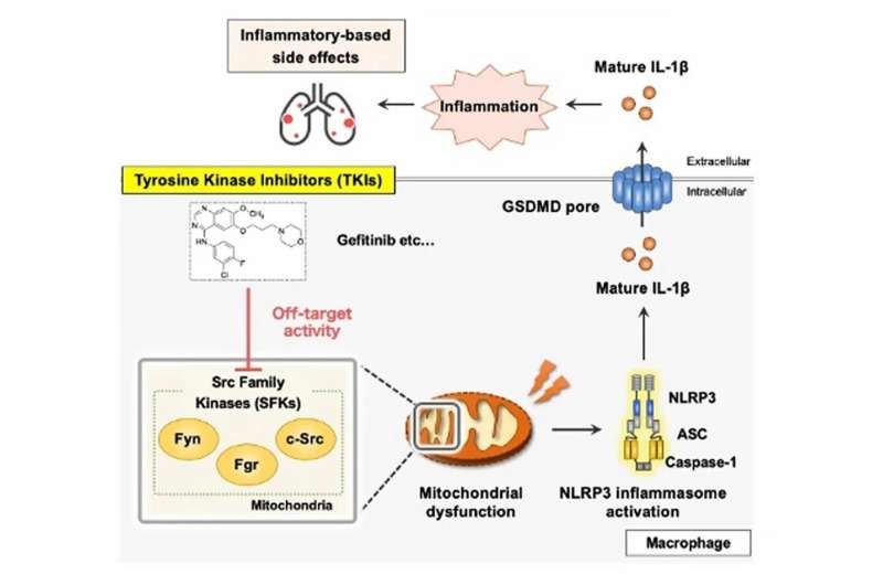 Team discovers how TKI cancer drugs cause inflammatory side effects