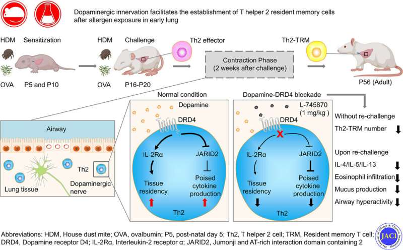 Nerve–immune cell interactions in the lungs drive the development of allergic asthma