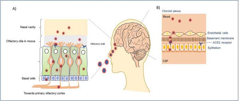 COVID-19 infection in crucial brain regions may lead to accelerated brain aging