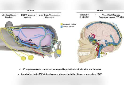 The brain's drainage system in 3D