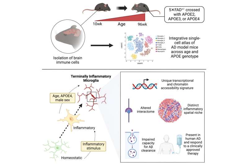 'Exhausted' immune cells may drive Alzheimer's 