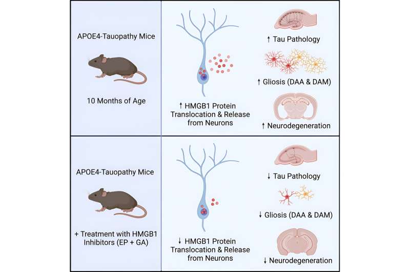 Study on largest genetic risk factor for Alzheimer's points toward new drug target 