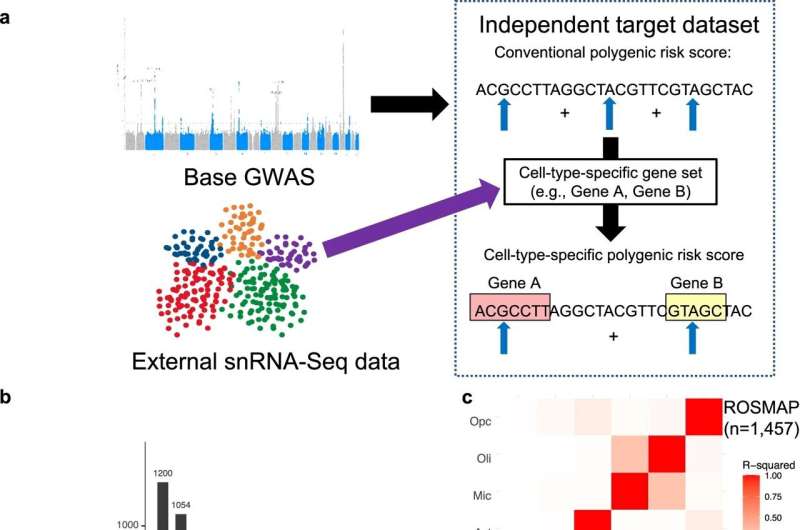 Cell-type-specific genetic risk contributes to distinct stages of Alzheimer's disease progression, finds study 