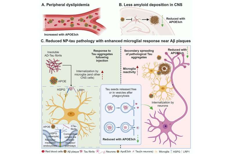 Clues to preventing Alzheimer's come from patient who evaded disease, despite genetics 