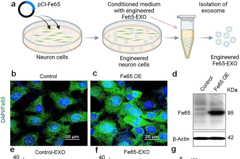 Novel drug delivery system developed for Gouteng compound for Alzheimer's disease treatment 