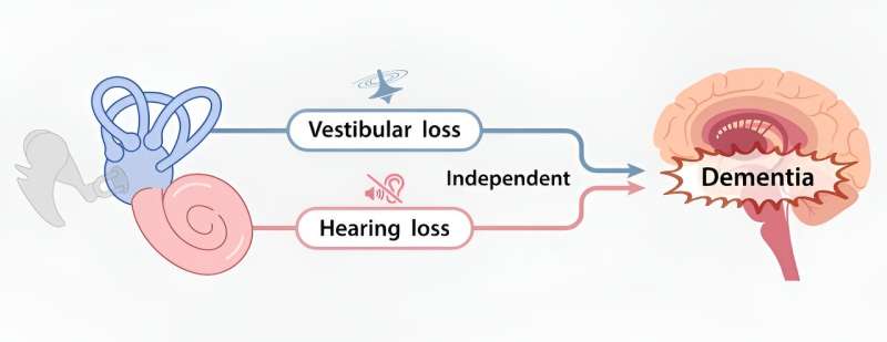 New large-scale study results add to evidence that vestibular loss increases dementia risk 