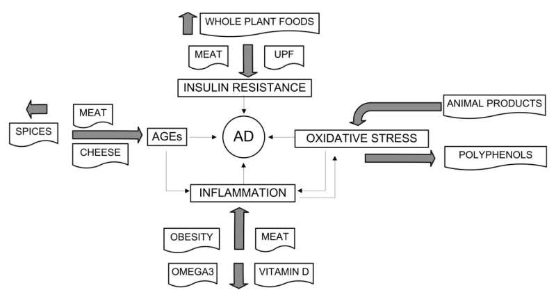 Understanding diet's role in modifying risk of Alzheimer's disease 