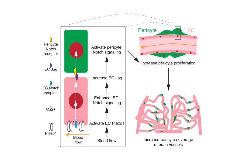 Researchers uncover blood flow regulation of brain pericyte development 