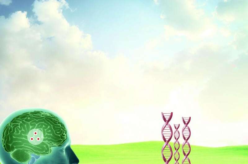 Brain differences seen in young adults at genetic risk of Alzheimer's 