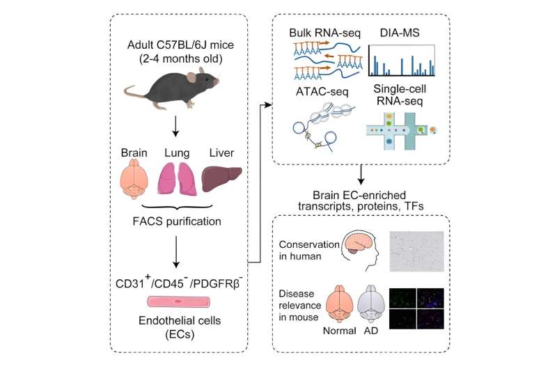 Molecular insights into blood-brain barrier: Advancing understanding for neurological research