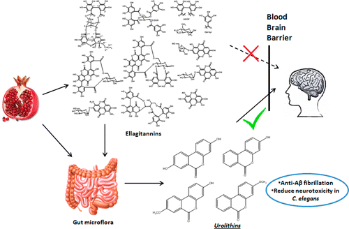 Gut bacteria make pomegranate metabolites that may protect against Alzheimer's disease 