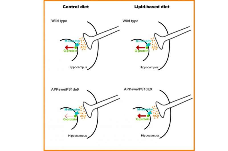 Lipid-based diets effectively combat Alzheimer's disease in mouse model